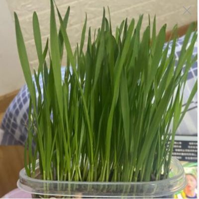 🔥ชุดปลูก ครบชุดพร้อมปลูก ต้นอ่อนข้าวสาลี ออร์แกนิค ปลอดสารเคมี หญ้าแมว🔥 กล่อง - รูปที่ 4