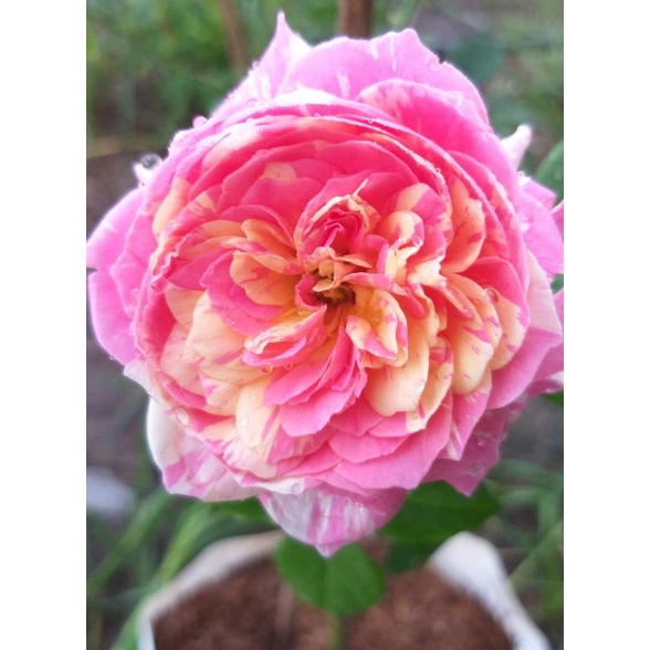 กุหลาบ⚘ Claude Monet  หอมๆ  ดอกดก