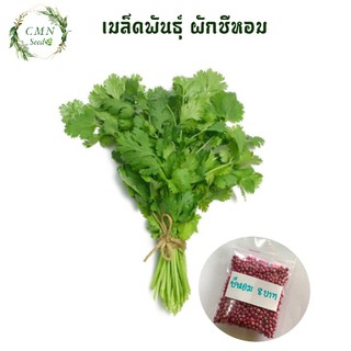 เมล็ดพันธุ์ ผักชีไทย 10 กรัม 8 บาท