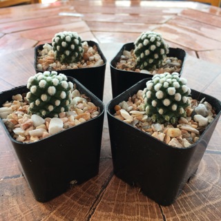 กระบองเพชร แคคตัส (Cactus) โอรูกะ Mammillaria Gracilis Oruga