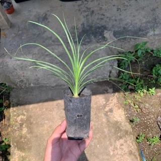 ต้นกล้าแซ่ม้า พันธุ์นอก (Beaucarnea recurvata) 🌱 สูง 18-20 ซม. ใบเรียวกว่าทั่วไปสวยมาก