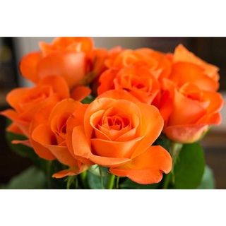 30 เมล็ด เมล็ดพันธุ์ ดอกกุหลาบ สีส้ม พันธุ์ดอกใหญ่ นำเข้า