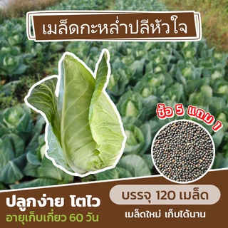 เมล็ดพันธุ์กะหล่ำปลีหัวใจ แบ่งขาย 120 เมล็ด (ซื้อ 5 แถม 1)