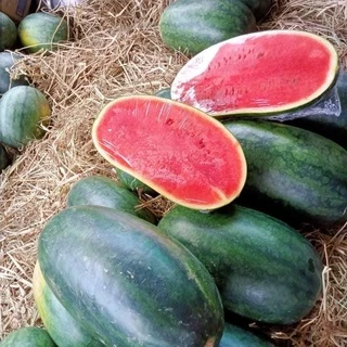 เมล็ดพันธุ์แตงโมตอปิโด เมล็ดแตงโมญ่า 3-150 เมล็ด ปลูกง่าย เนื้อแดงหวานฉ่ำ[ซื้อ 10 แถม 1 คละได้]