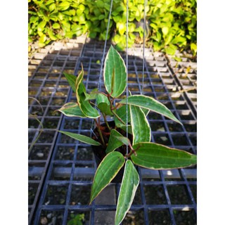 hoya​ macrophylla​ var.