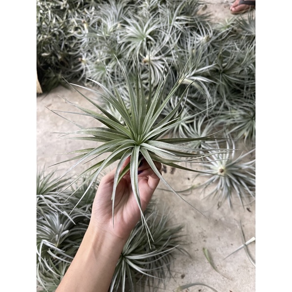 Tillandsia Cotton candy คอตตอนแคนดี้ ชุด 6ต้น