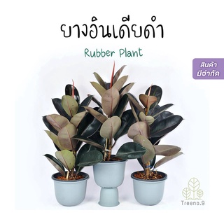 Treeno.9 T1 ยางอินเดียดำ ต้นใหญ่ กระถาง 10 นิ้ว สูง 90-100 ซม. (Rubber Plant) แบบเพาะเมล็ด ต้นไม้ฟอกอากาศ ใบใหญ่สวยเงาทุกใบ