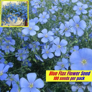 อินทรีย์ ต้น ดอก/ปลูกง่าย 100เมล็ด/ซอง Blue Flax Flower Seeds for Sale Beautiful Bonsai Seeds for Planting Or XTDW