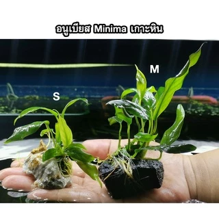 อนูเบียส​เกาะหิน​ (Anubias​) ต้นไม้น้ำ ไม้น้ำตู้ปลา ​ ***กรุณาอ่านรายละเอียดก่อนสั่งซื้อ***