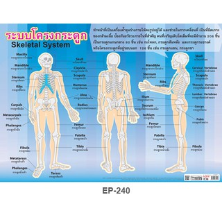 INTOP By OST Plastic Poster Skeletal System ระบบโครงสร้างกระดูก : 50x70 Cm #EP-240