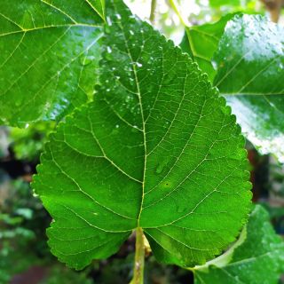 ใบหม่อนสด ปลอดสารเคมี