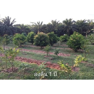 ต้นชมพู่​ทับทิม​จันทร์​ *** ซื้อ2ต้น มีส่วนลด***
