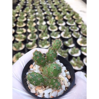 แคคตัส-ฟอร์มกอ # แคคตัสไข่#แคคตัสไข่จิ้งจก#Cactus # Opantia Tunilla Corrugata# ต้นไม้ทนแล้ง #กระบองเพชร#พืชทนแล้ง