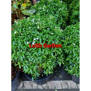 ต้นพุด Gerdenia Crape Jasmine