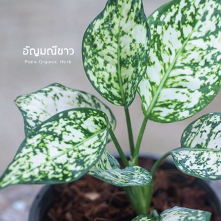 Pana.- ต้นอัญมณีขาว ไม้ฟอกอากาศ ไม้ประดับมงคล ตะกูลอโกลนีมา (แก้วกาญจนา) Aglaonema - พนา ออร์แกนิค เฮิร์บ