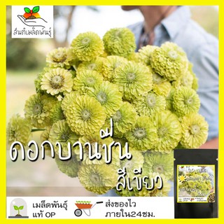 เมล็ดพันธุ์ บานชื่น สีเขียว 20 เมล็ด Envy Zinnia เมล็ดพันธุ์แท้ นำเข้าจากต่างประเทศ พืชผัก สวนครัว ปลูกง่าย โตไว