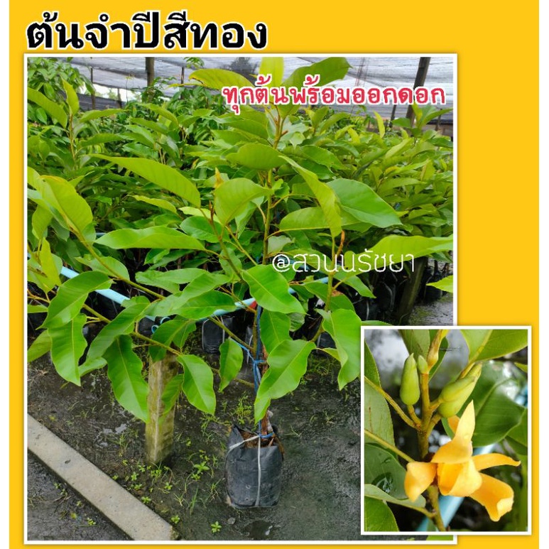 ต้นพร้อมติดดอก ต้นพันธุ์จำปีสีทอง #ดอกใหญ่ ความสูง 80- 100ซม. สีเหลืองทองดกมาก กิ่งทาบ