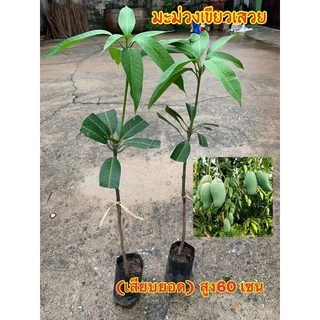 #ต้นมะม่วงเขียวเสวย(เสียบยอดต้นเตี้ย)สูง50-60เซน 1 ปีติดผล
