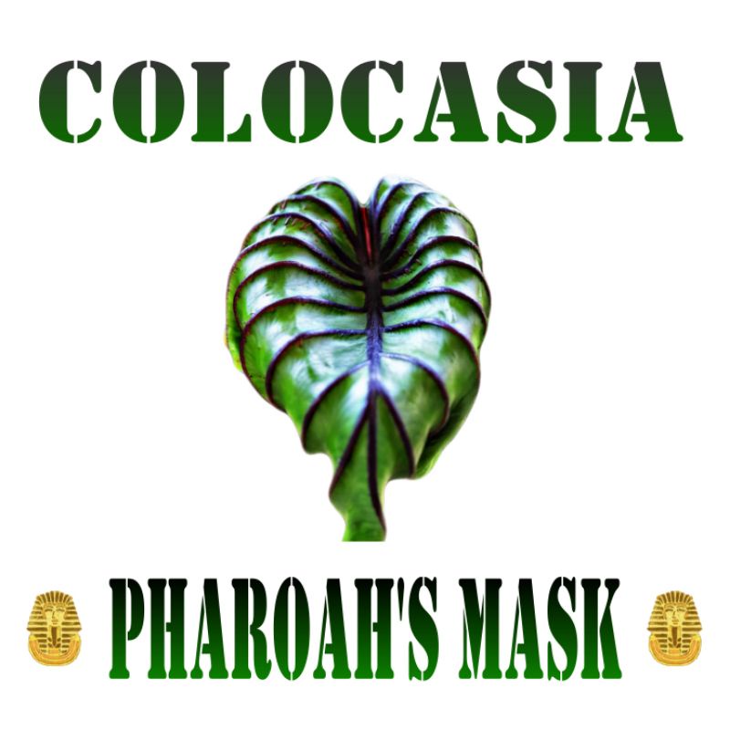 บอนหน้ากากฟาโรห์ ( colocasia pharoah mask )โคโลคาเซีย ฟาโรห์ แมสก์