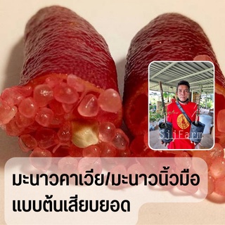 มะนาวคาเวียร์(สีแดง) มะนาวนิ้วมือ 1 ต้น แบบเสียบยอด สูง 30-35 ซม.ต้นพันธุ์พร้อมส่ง
