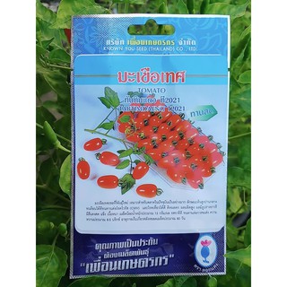 มะเขือเทศทับทิมแดง tomato tabtimdaeng เพื่อนเกษตร