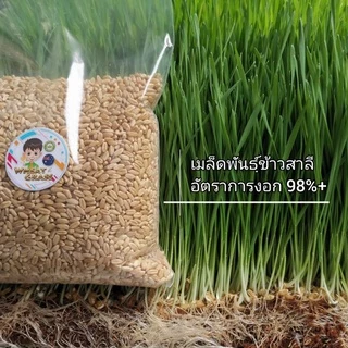 เมล็ดข้าวสาลี ขนาด 500 กรัม เกรดนำเข้า หญ้าแมว อัตราการงอกสูง เมล็ดต้นอ่อนข้าวสาลี Aus Wheat
