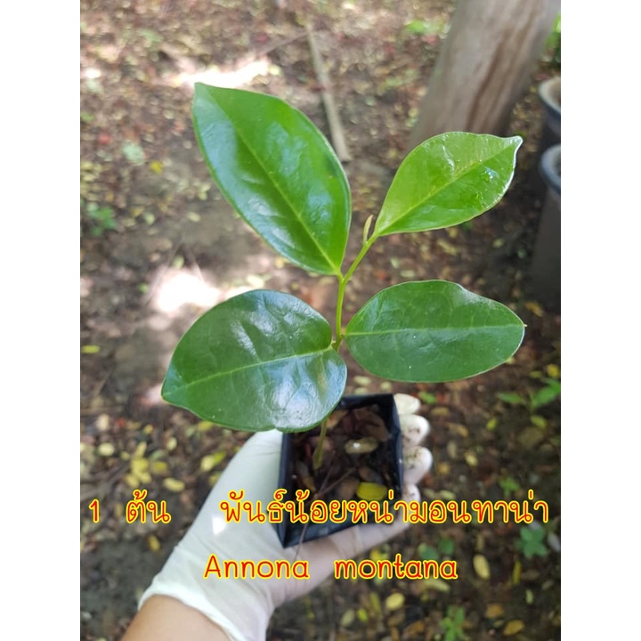 1 ต้น  พันธ์น้อยหน่ามอนทาน่า  Annona montana ทุเรียนเทศภูเขา ผลไม้ที่กินได้ในตระกูล Annonaceae ถิ่นกำเนิดในอเมริกากลาง