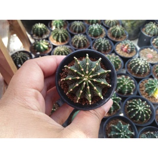 ยิมโน LB2178 ตัวแท้ Gymnocalycium mihanovichii LB2178