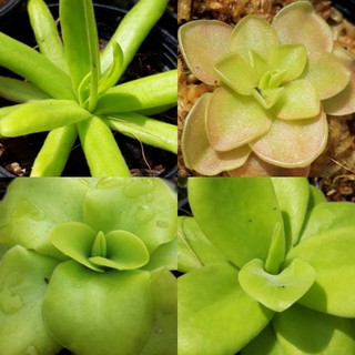 พิงกุยคูล่า Pinguicula Butterwort พืชกินแมลง