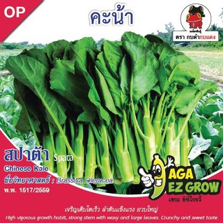 AGA SHOP เมล็ดพันธุ์คะน้าสปาต้า