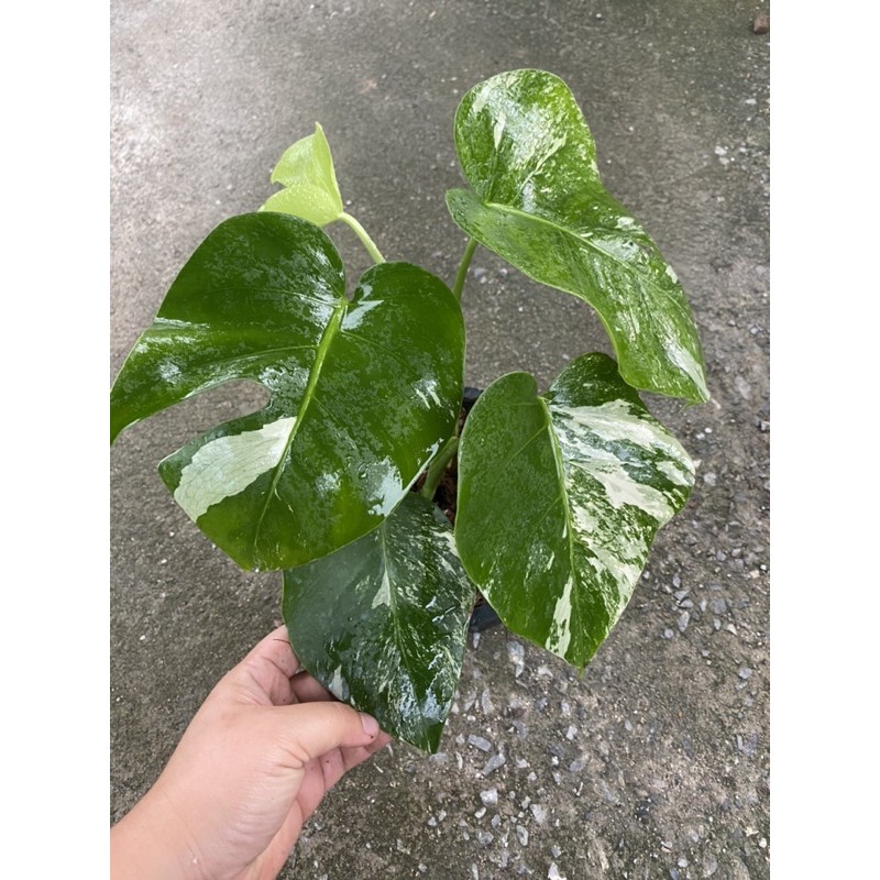 Monstera albo มอนสเตอร่าอัลโบ้ มอนด่าง