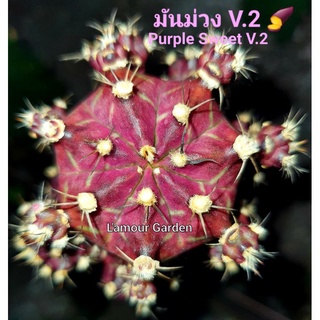 หน่อเด็ดสด แคคตัส (Gymno) "มันม่วง V.2" (Purple Sweet V.2) 🍠