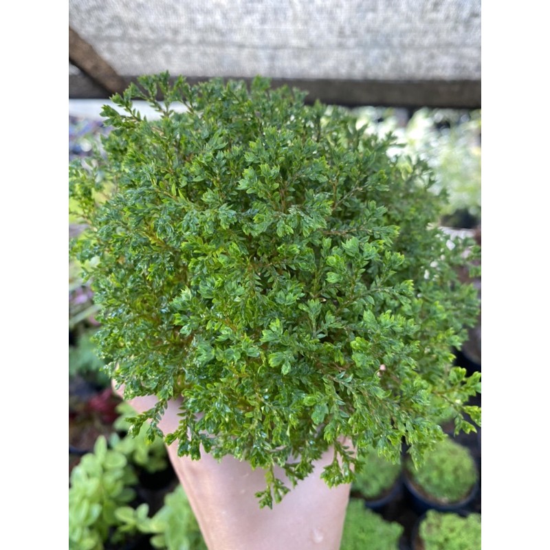 เฟิร์นกนก อินโดเลื้อย / ต้นเฟิร์นกนกนารีแคระ  🪴 พร้อมกระถาง4นิ้ว - รูปที่ 2