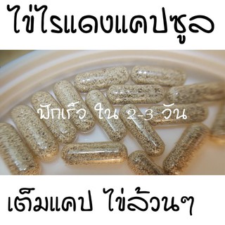 ไข่ไรแดงมาโคร(แคปซูล) Moina Macrocopa เพียงพอสำหรับเป็นหัวเชื้อ เลี้ยงด้วยน้ำเขียวคลอเรลลา หรืออาหารสำเร็จรูปได้