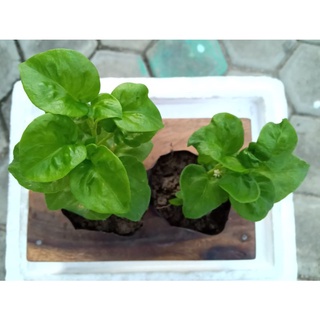 ต้นกล้าวอเตอร์เครส (Watercress) หรือสลัดน้ำ มีรากพน้อมปลูกลงแปลง ราคา2ถุงดำ 20บาท