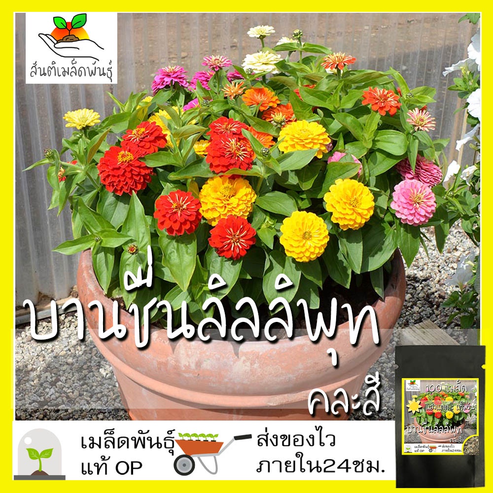 เมล็ดพันธุ์ บานชื่น ลิลลิพุท คละสี 100 เมล็ด Mixed Lilliput Zinnia Flower เมล็ดพันธุ์แท้ นำเข้าจากต่างประเทศ ปลูกผัก
