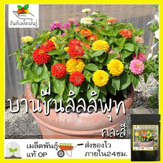 เมล็ดพันธุ์ บานชื่น ลิลลิพุท คละสี 100 เมล็ด Mixed Lilliput Zinnia Flower เมล็ดพันธุ์แท้ นำเข้าจากต่างประเทศ ปลูกผัก