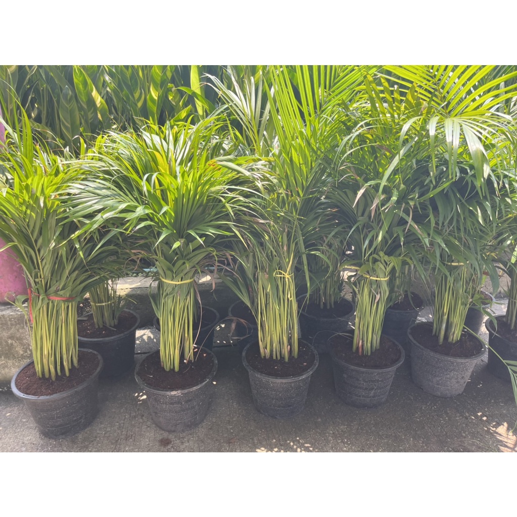 ต้นหมากเหลือง หมากเหลือง กระถาง 11 นิ้ว สูง 60-80 ชม.