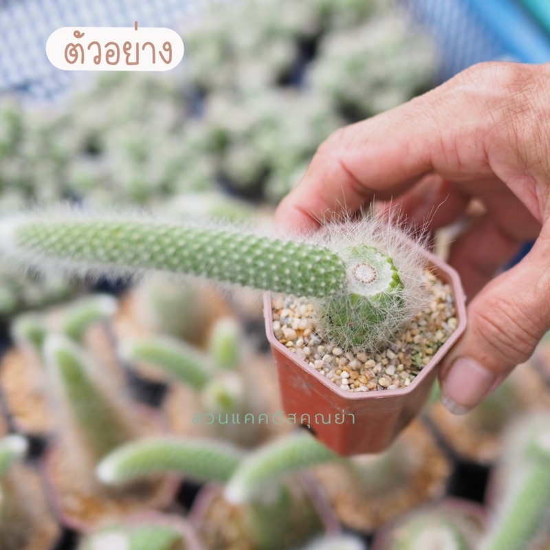 หางลิง แคคตัส กระถางละ 25 บาท คละแบบตามตัวอย่างนะคะ ส่งทั้งกระถาง - รูปที่ 2
