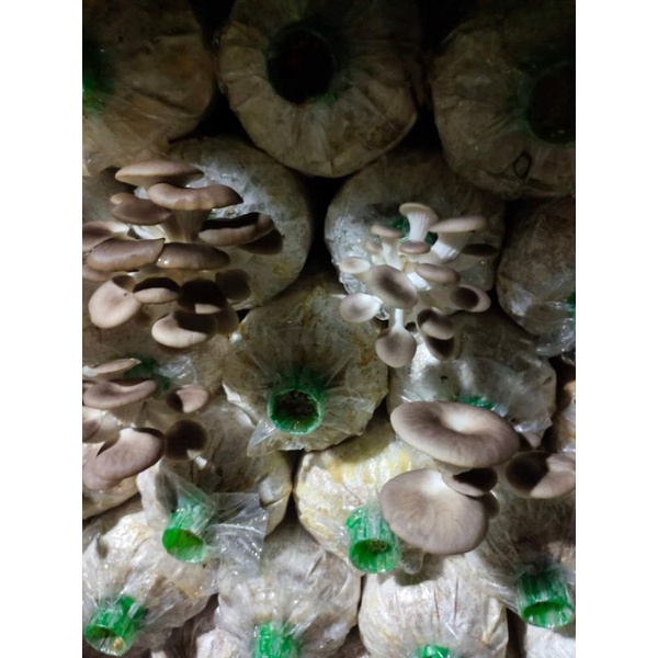 ก้อนเชื้อเห็ดนางฟ้าภูฐาน ผลิตเองจากฟาร์มก้อนละ 15บาท  สั่งขั้นต่ำ 5 ก้อนนะคะ เชื้อเดินได้ 80% แล้วค่ะ