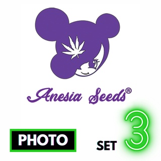 🔥Preorder🔥เมล็ดค่าย🌱Anesia Seeds 🌱Photo⭐️ส่งฟรี🚨มีปลายทาง ส่งตรงจากนอกแท้100%⭐️ยกแพค/แยกเมล็ด⭐️อย่าเสี่ยงกับเมล็ดไม่มีที่มา#3