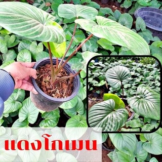 ☘️1 ถาง ต้นเสน่ห์จันทร์โกเมนหรือว่านเสน่ห์จันทร์โกเมน  ต้นไม้มงคล จัดส่งคละต้น คละความสูง เลี้ยงง่ายโตไว ส่งพร้อมกระถาง