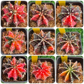 ยิมโนด่างสวยๆ DB 6/22/22 (GYMNOCALYCIUM )