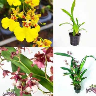 [Orchid] Oncidium Collection กล้วยไม้เต้นรํา เลดี้ แซร์รี่ เบบี้ ออร์คิด โดยกลุ่ม LS