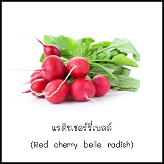 เมล็ดแรดิชเชอร์รี่เบลล์ (Red cherry belle radish) 30 เมล็ด [10 แถม 1 คละได้]