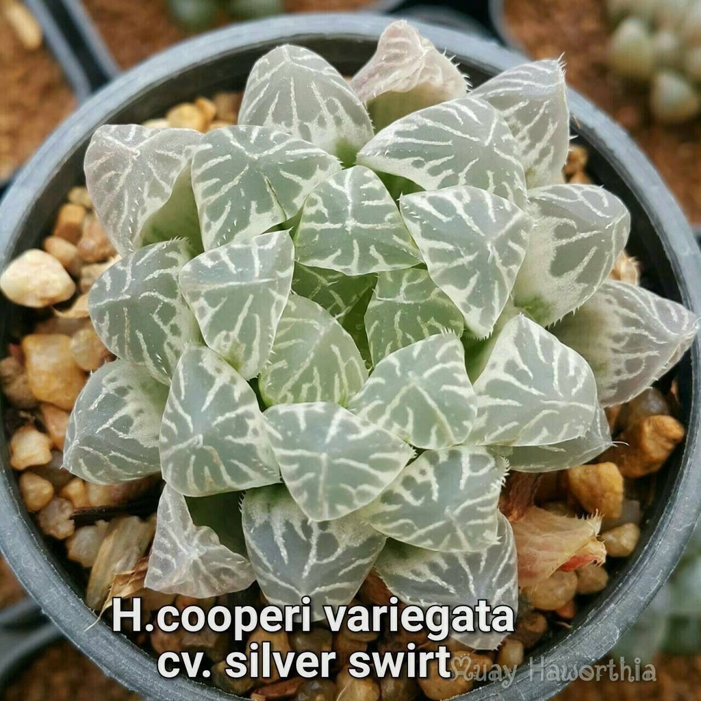 H.cooperi variegata cv.silver swirl A064