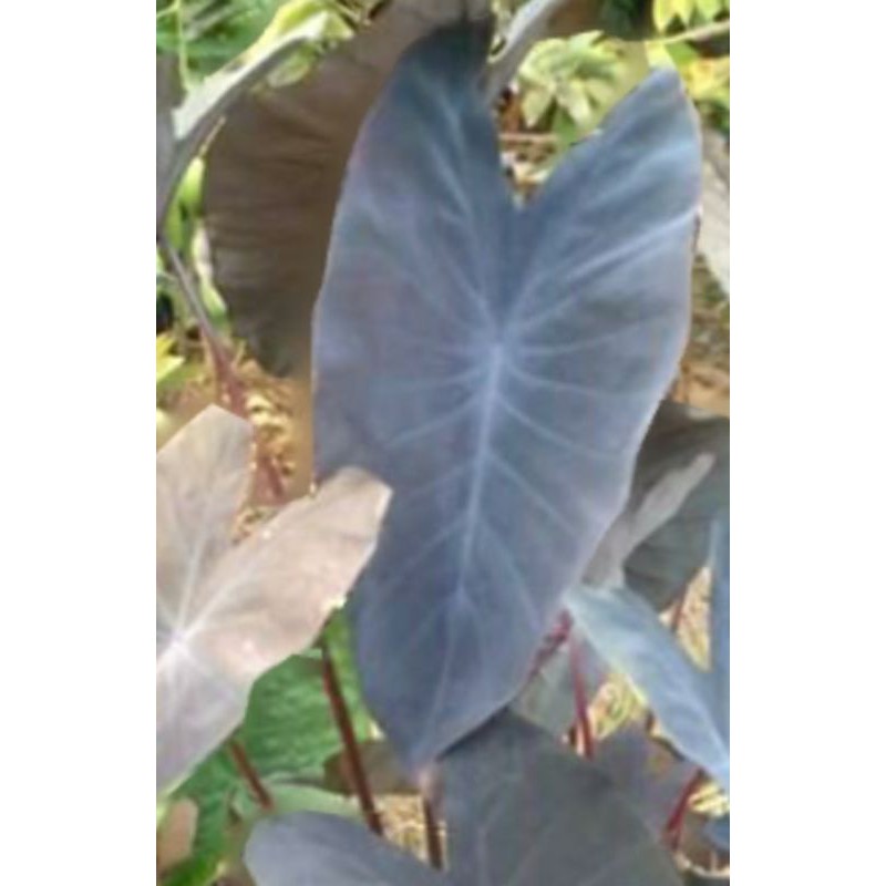 บอนดำ (Colocasia esculenta L. หรือ Colocasia Black Magic
