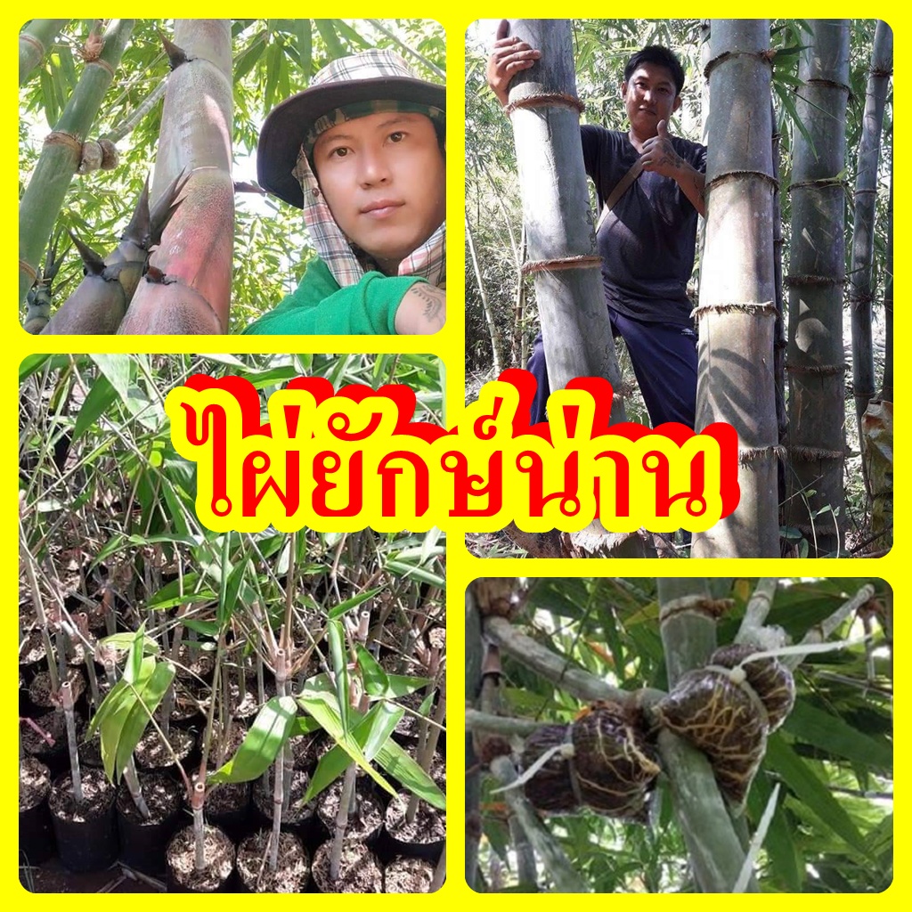 ไผ่ยักษ์น่าน ต้นพันธุ์ไผ่ยักษ์น่าน ไผ่เศรษฐกิจ หน่อไม้ใหญ่ลำต้นโตเร็วปลูกง่าย สายพันธุ์แท้ ต้นพันธุ์กิ่งชำมีรากพร้อมปลูก