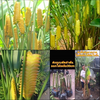 (1กอ) ต้น กอ ต้นตะขาบทอง คล้าตะขาบทอง ต้นตะขาบ ทอง คล้า ตะขาบ ตะขาบทอง Calathea Crotalifera Yellow Tinutda