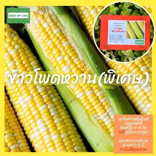 ☘️เมล็ดสายพันธุ์แท้หายาก☘️ข้าวโพดหวาน(พิเศษ) 200เมล็ด แท้💯% [ในร้านมีให้เลือกอีกเยอะมาก❗️]